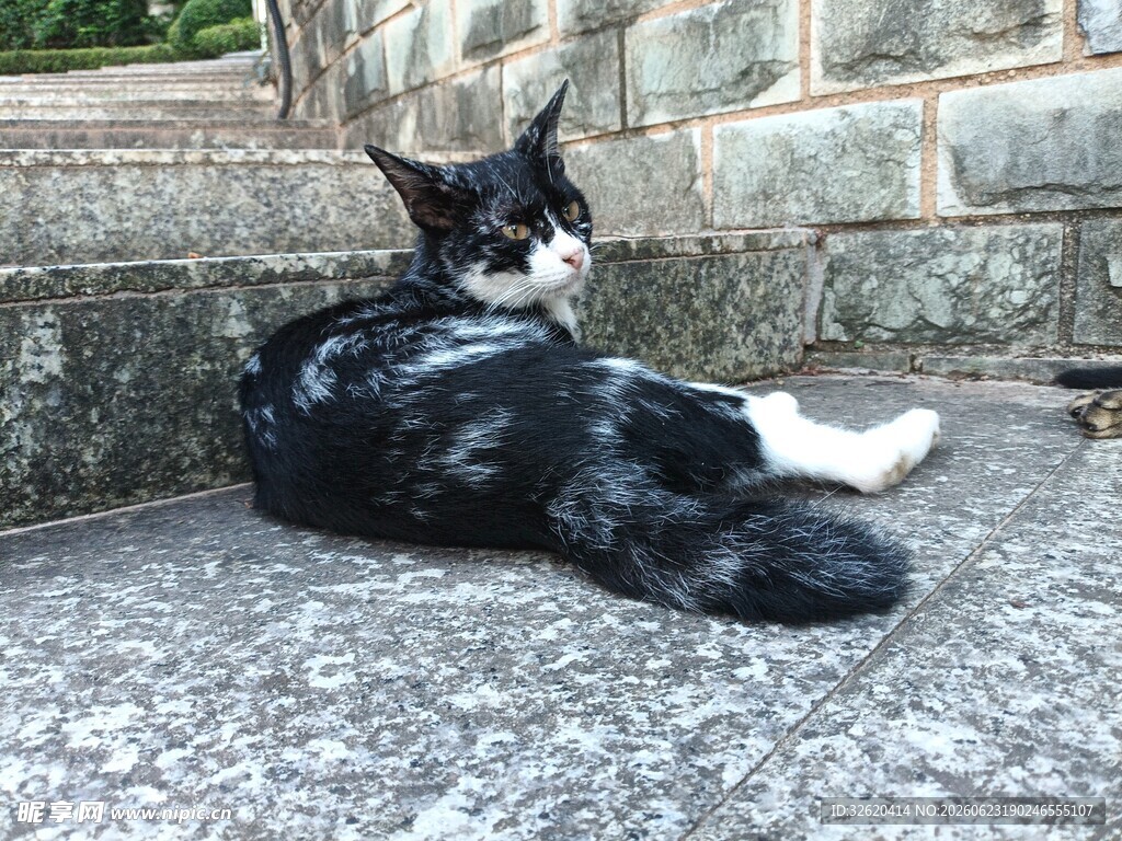 黑白猫咪