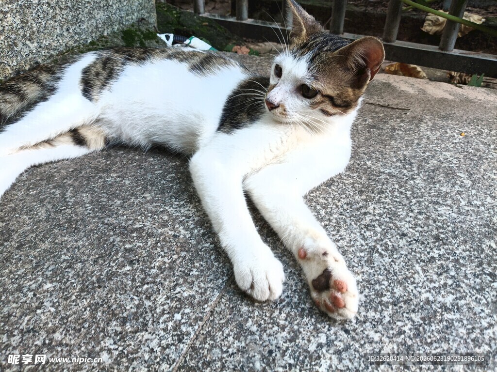 猫咪