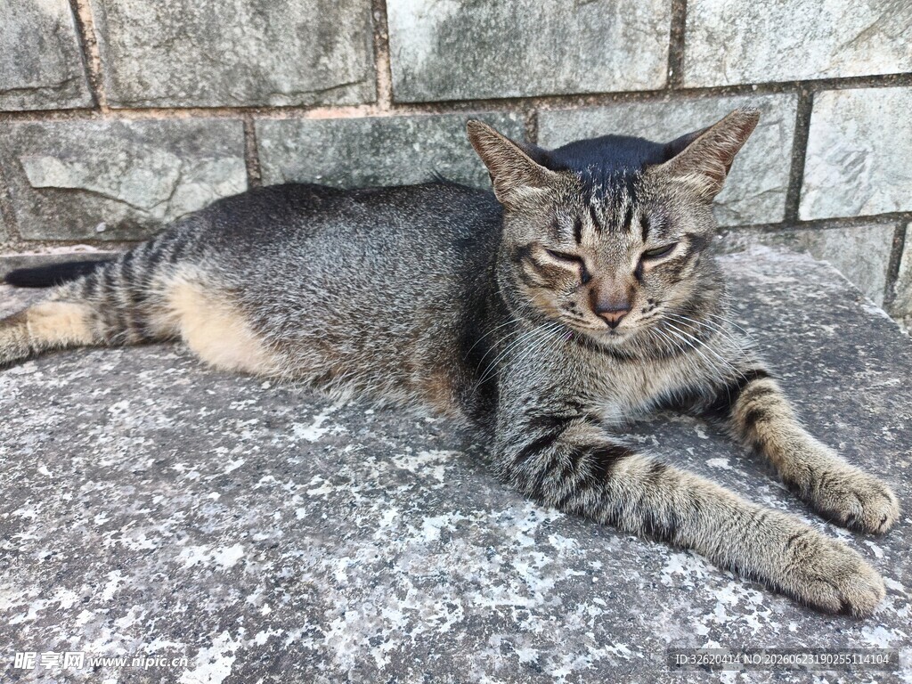 猫咪