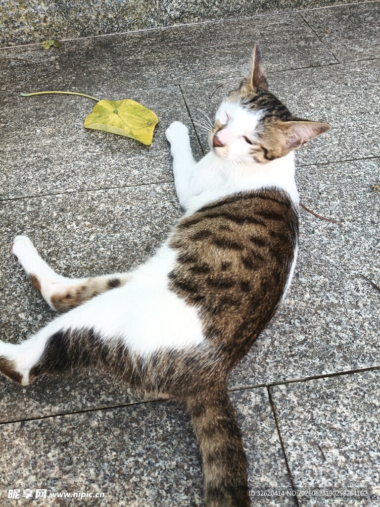 猫咪