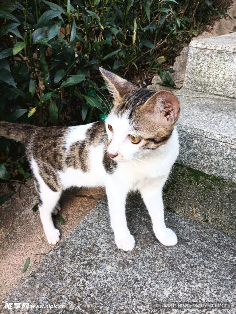 猫咪