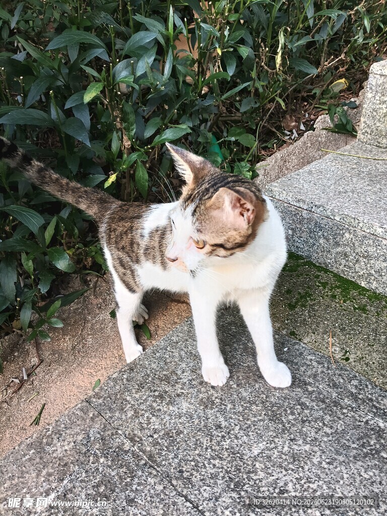 猫咪