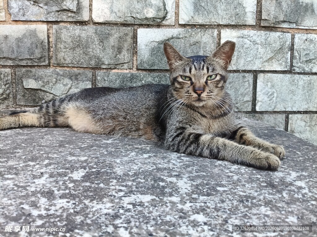 猫咪