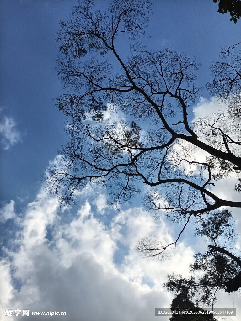 蓝天树枝间的白云美景