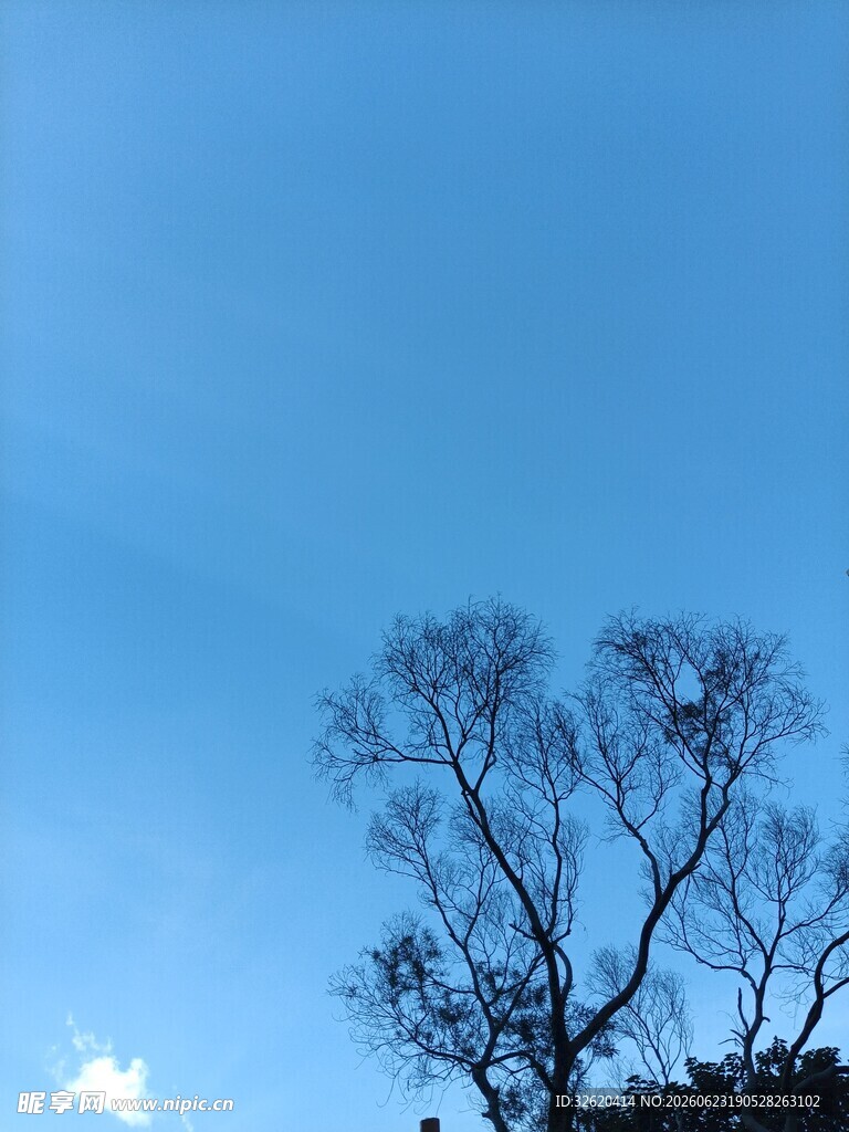 蓝天枯树剪影的静谧画面