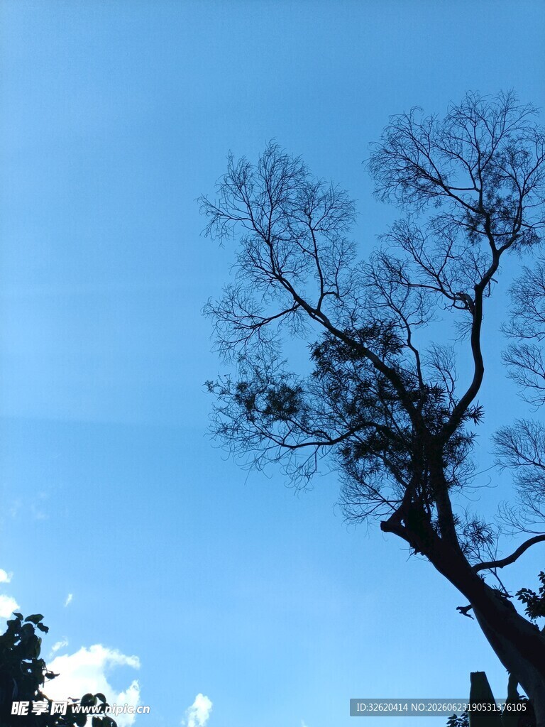 蓝天映衬下的孤零枯树