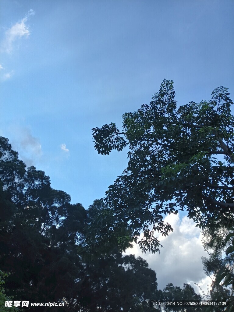 蓝天绿树风景图