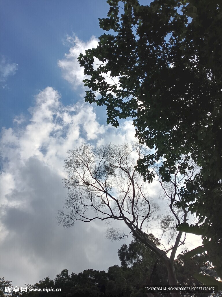 蓝天白云下的枯树与绿树