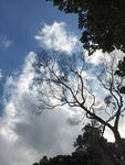 蓝天中挺立的孤树