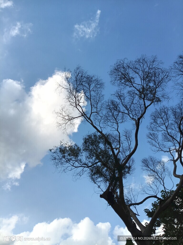 蓝天枯树与白云
