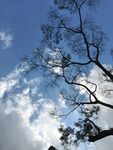 蓝天枯枝间的自然景致