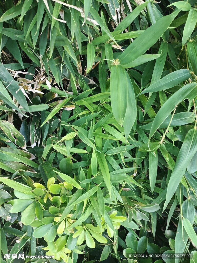 翠绿植物