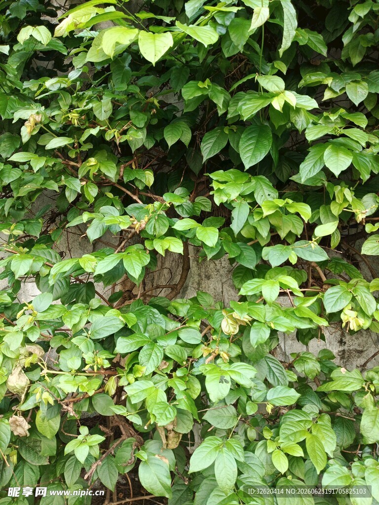 翠绿繁茂的藤蔓植物