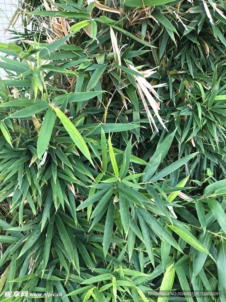 翠绿竹叶