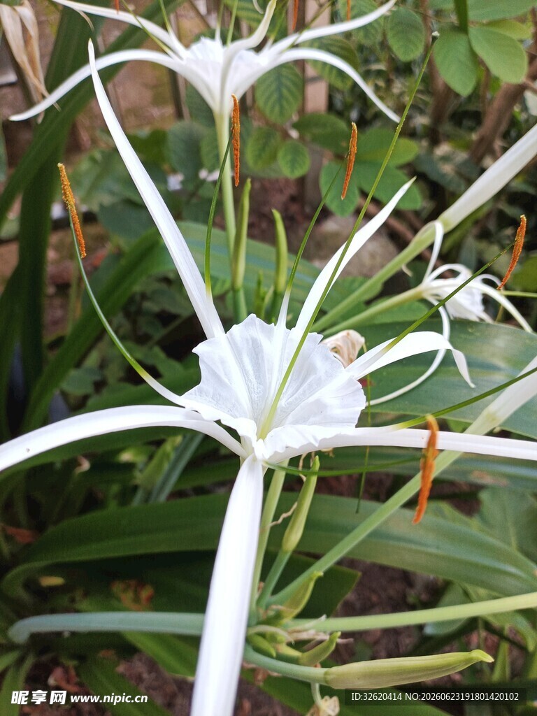 蜘蛛兰花