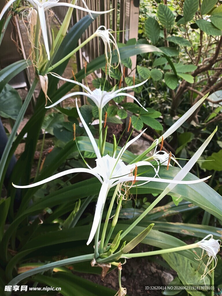 蜘蛛兰
