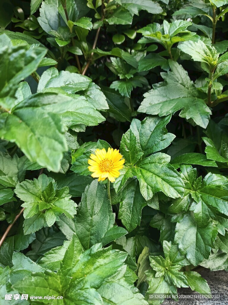 蟛蜞菊