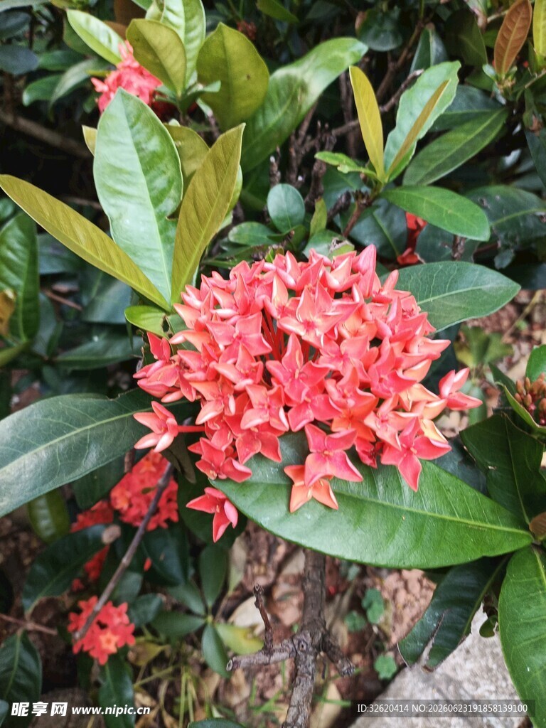 龙船花 