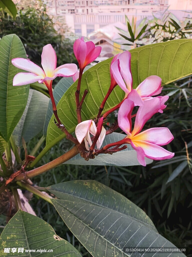 鸡蛋花