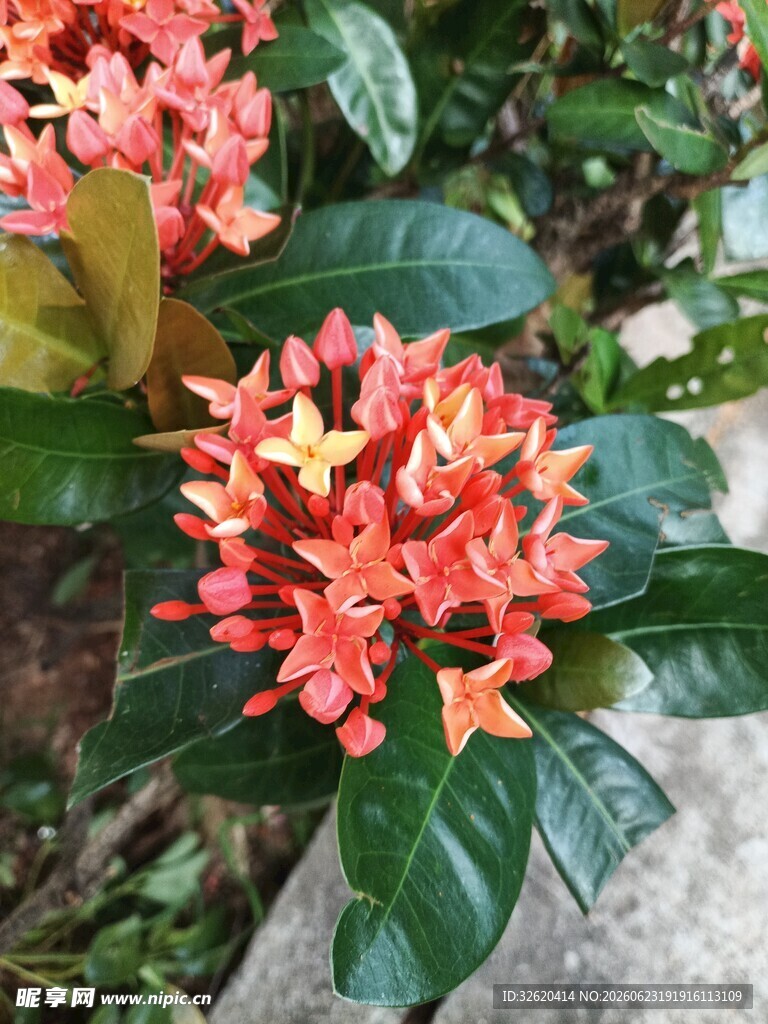 龙船花 