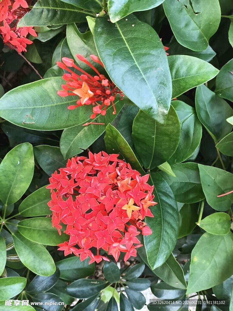 龙船花 