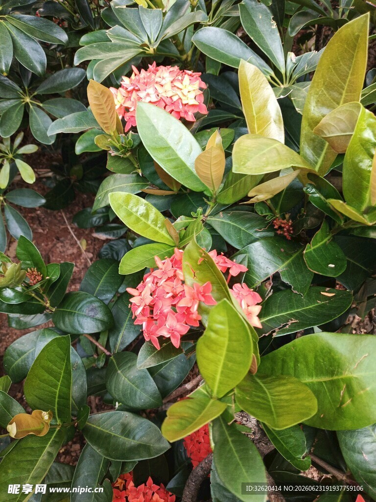 龙船花 