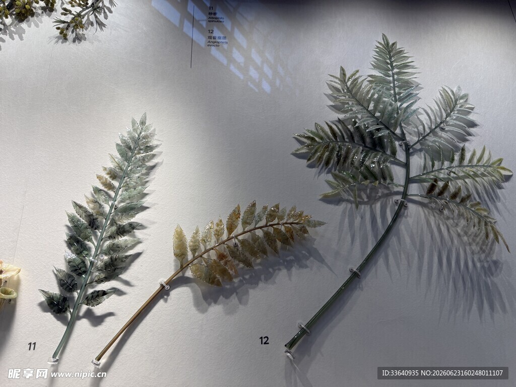 多样蕨类植物展示 琉璃制品