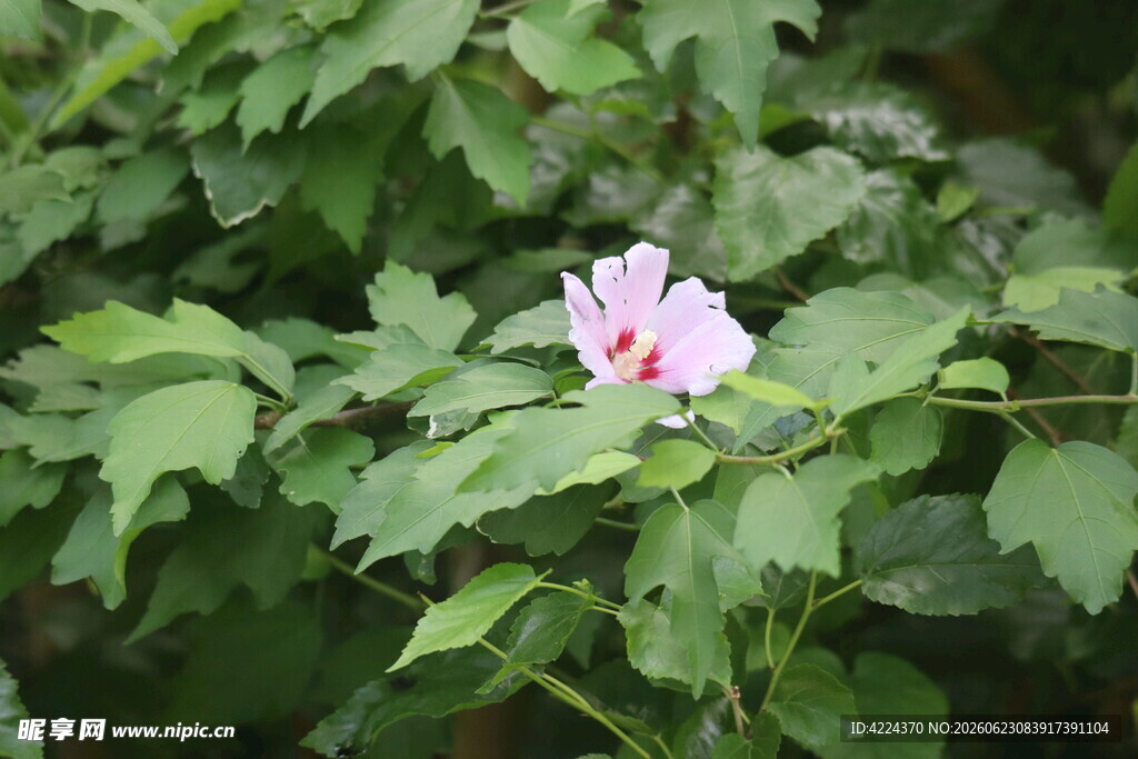 木槿
