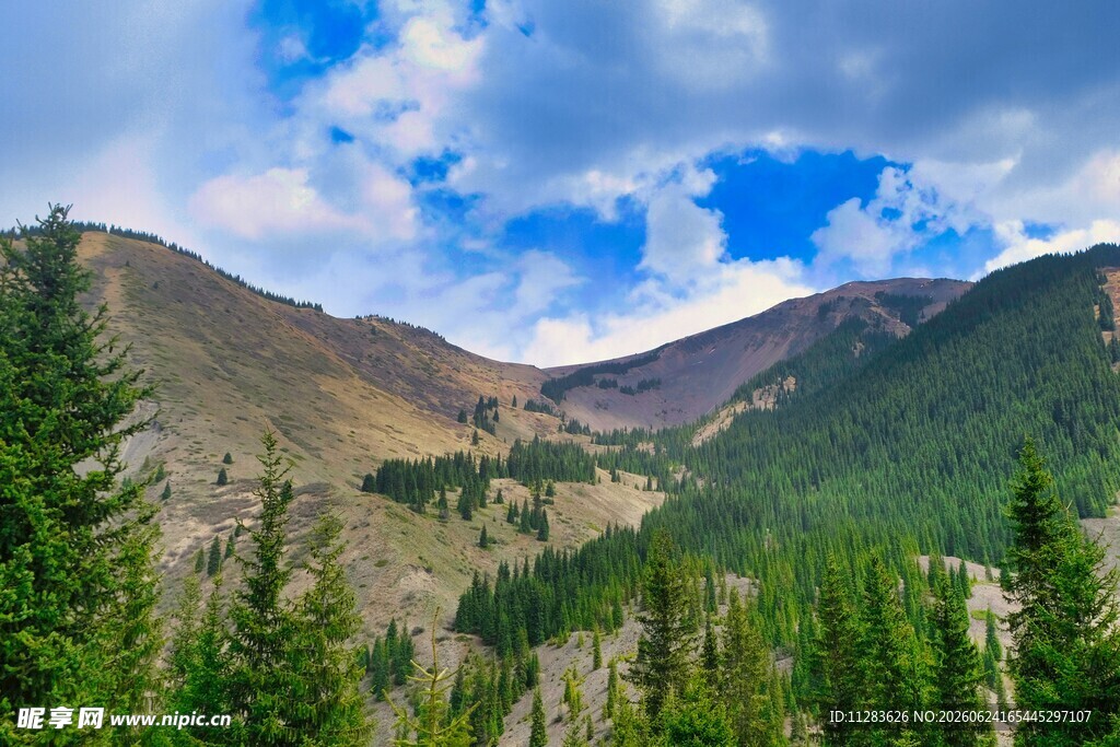 壮丽山间森林美景