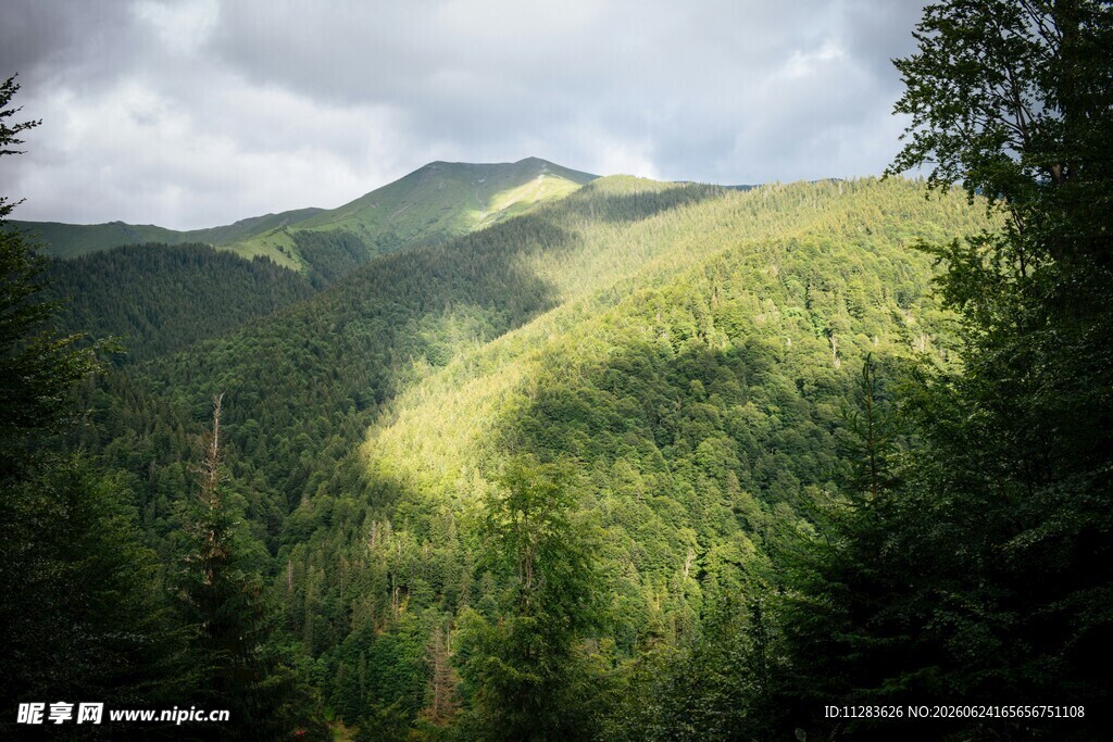 山林绿意阳光洒落美景