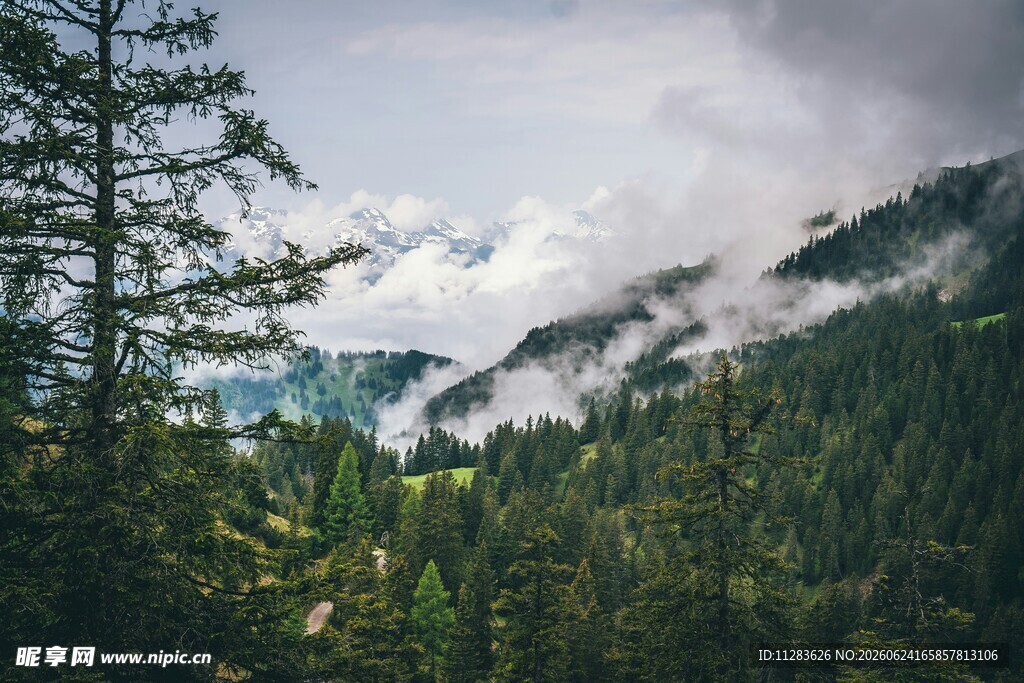 山林云雾间的静谧景致