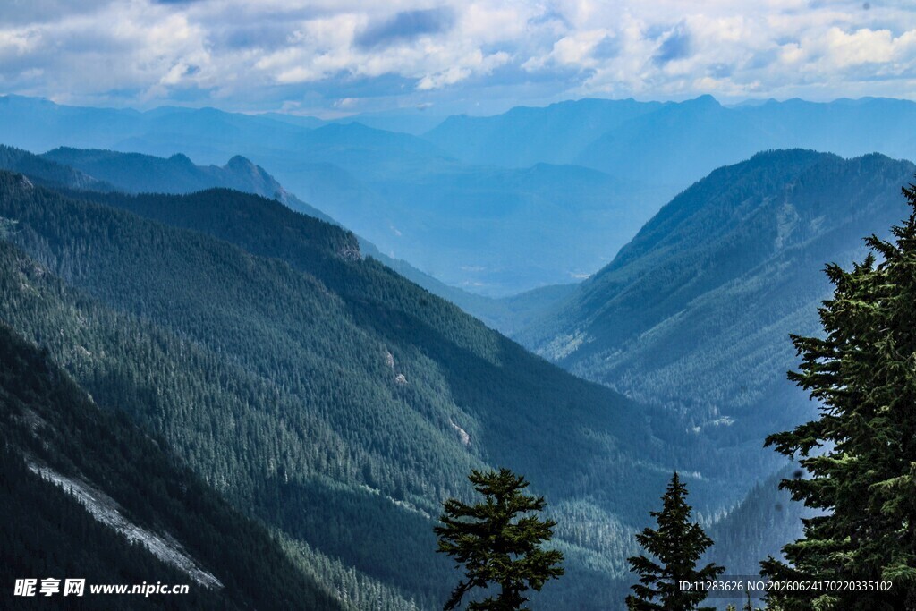 壮丽山峦与松林景观