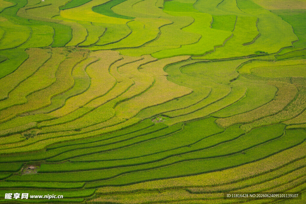 翠绿梯田美景