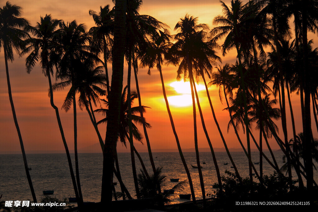 夕阳下的椰林海景