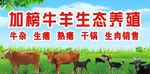 加硒牛羊生态养殖场景