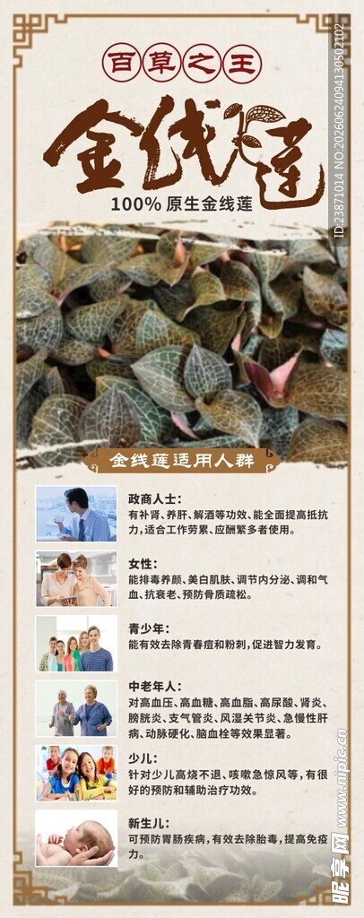 金线莲宣传展示