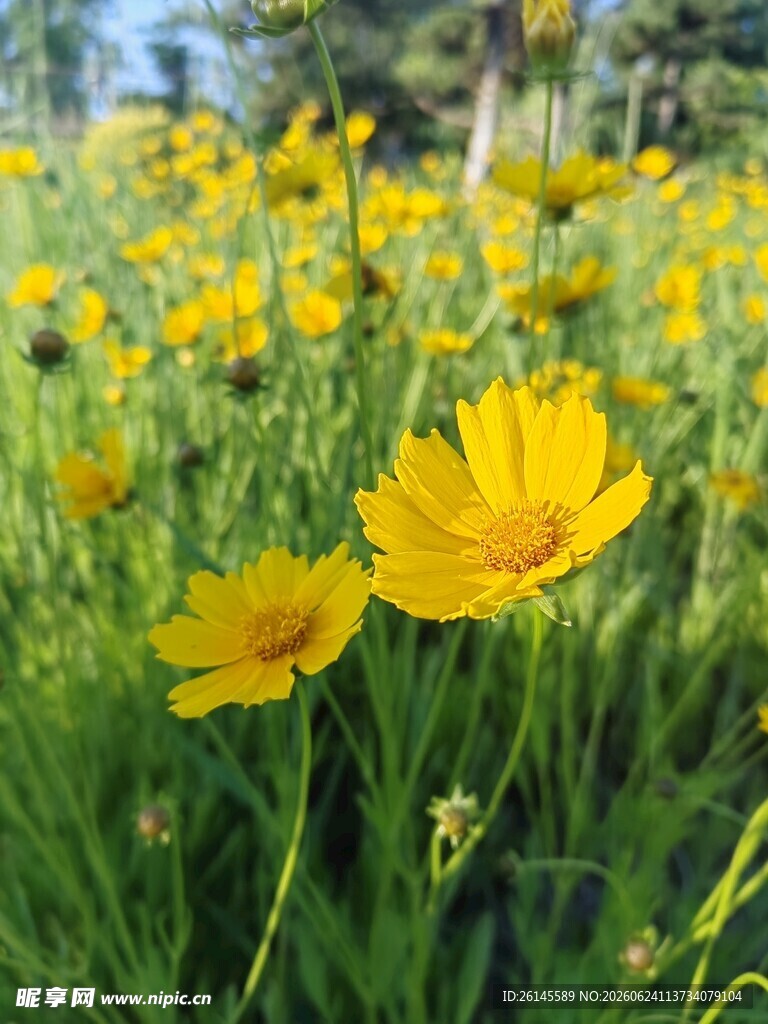 花朵