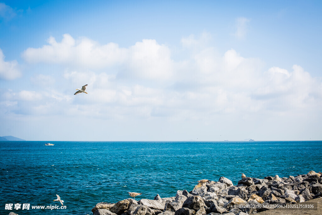 海边礁石上飞翔的海鸥