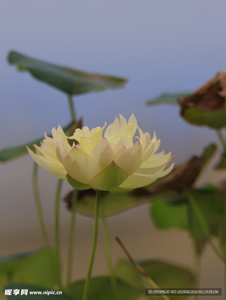 绽放的黄色荷花