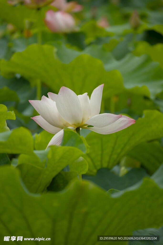 盛开的白莲花与荷叶