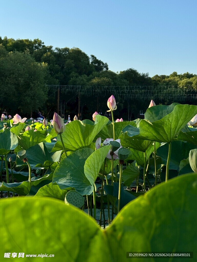 夏日荷塘荷花绽放美景