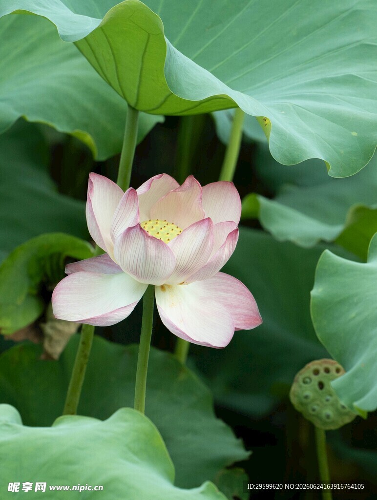绽放的粉色荷花
