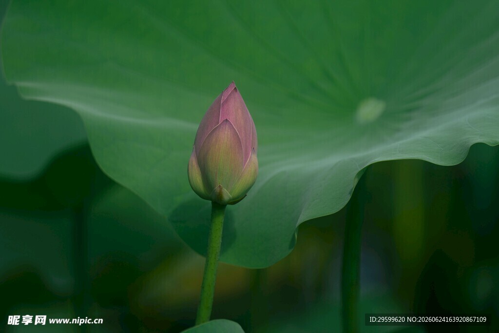 含苞待放的粉嫩荷花