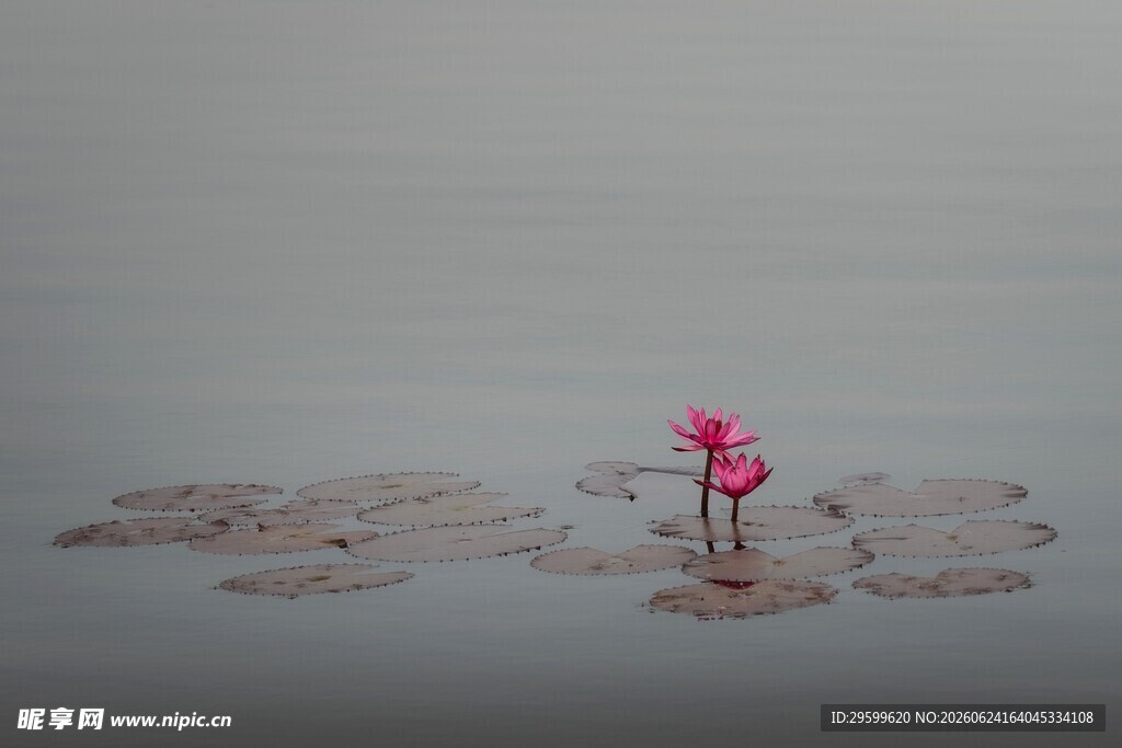 孤花傲立浅滩
