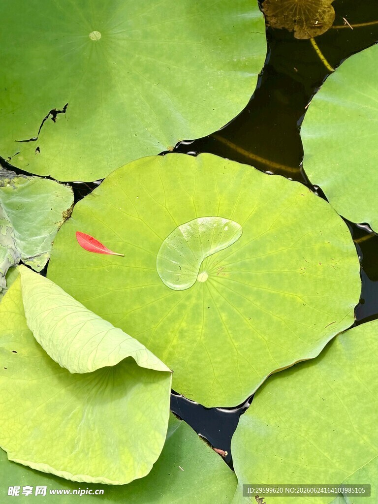 荷叶特写