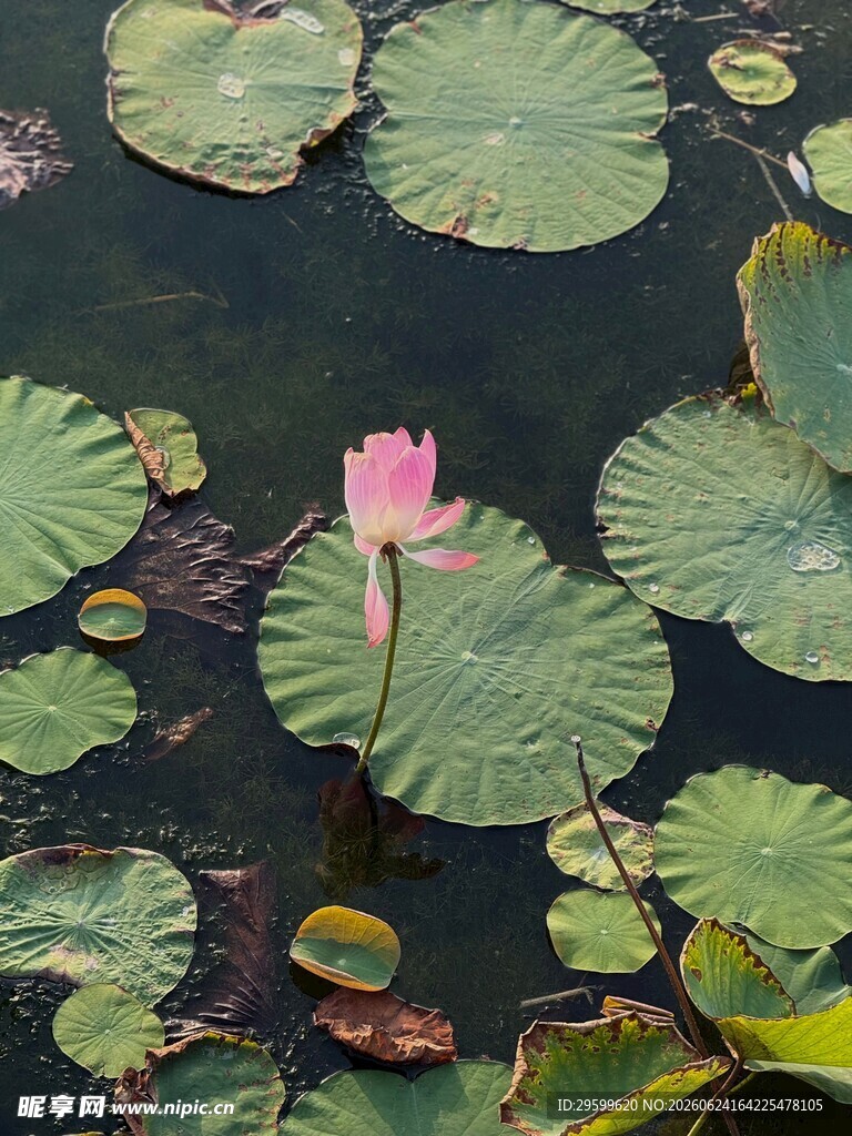 水中粉荷伴绿叶