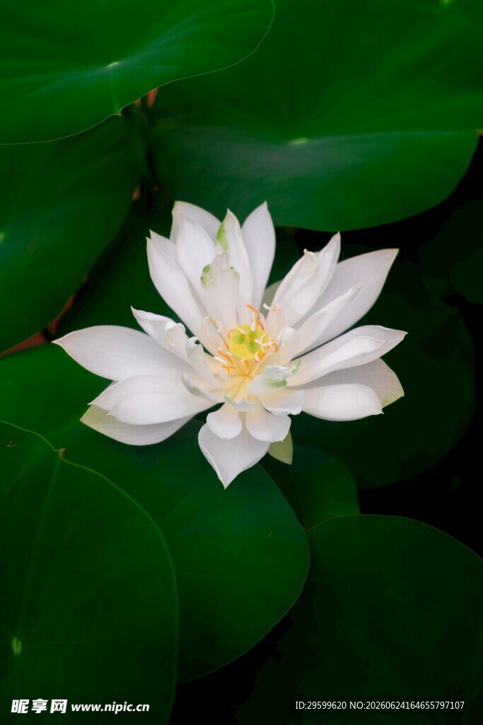 洁白睡莲绽于翠绿莲叶间