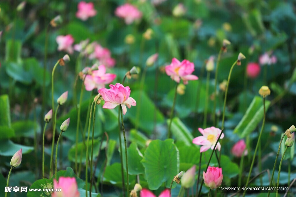 粉色小花绽放绿意间