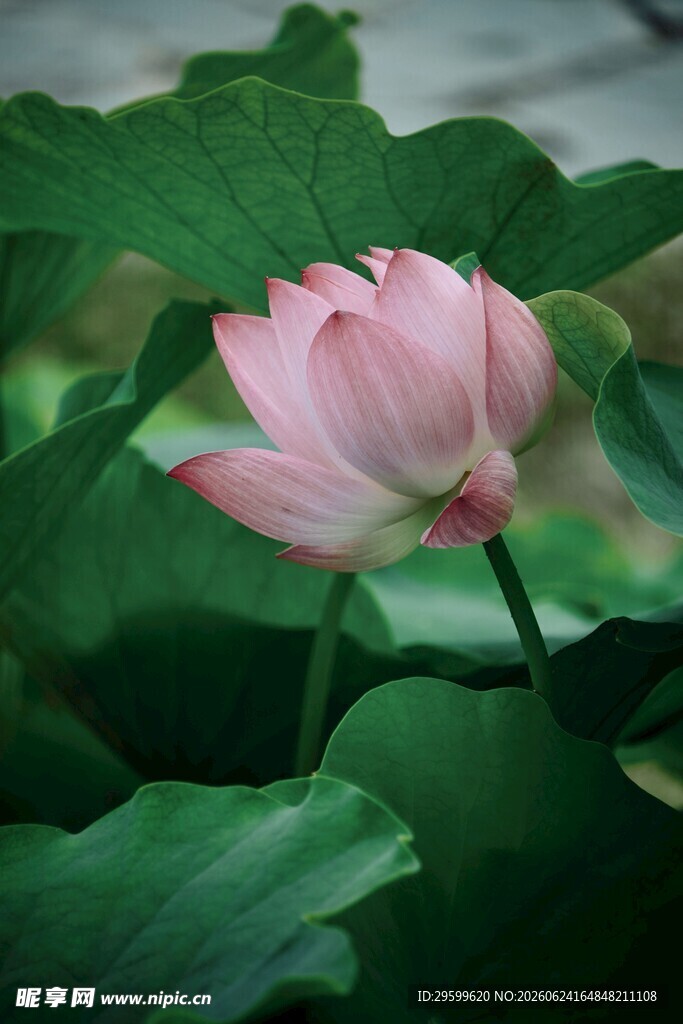 娇艳荷花绽放于绿叶间