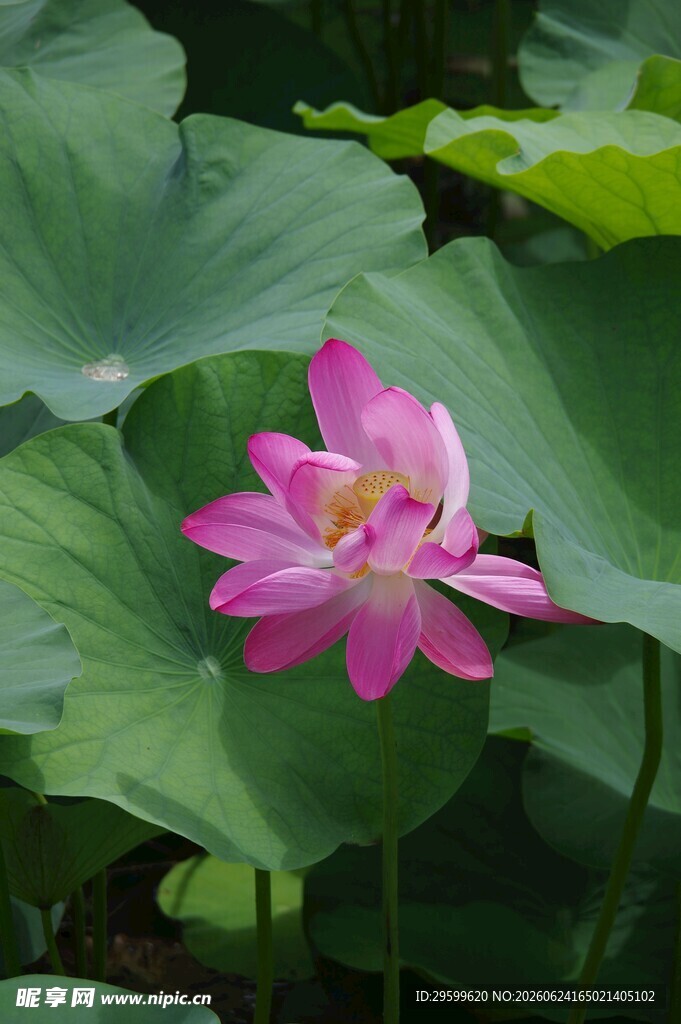 娇艳荷花绽放于绿叶间